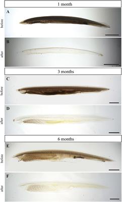 Optical Clearing and Light Sheet Microscopy Imaging of Amphioxus